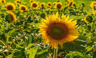 Sunflowers, blue sky