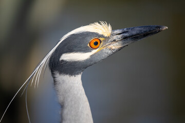 Close-up of one of the many moods of a wild Yellow-crowned Night Heron, showing off this bird's beautiful head and facial markings.