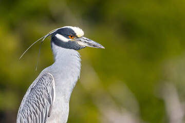 Portrait of a Yellow-crowned Night Heron perching on an old dock piling, with beautifully blurred background. 
