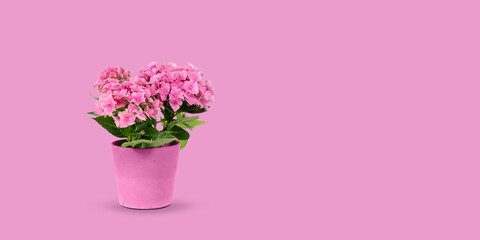 Pink hydrangea in flower pot isolated on pink summer background.