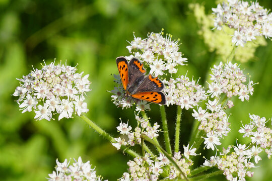 Small copper (Lycaena phlaeas) family Lycaenidae on flowers of wild angelica (Angelica sylvestris), family Apiaceae. Summer, July, Netherlands.        