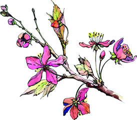Watercolor and ink hand drawn cherry flowers and leaves on branch