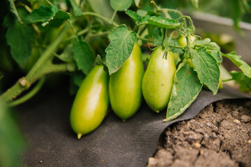 Beds with green tomatoes. Greenhouse with tomato bushes. Green seedlings. Agriculture and farming.