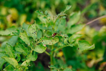 Colorado potato beetle - Leptinotarsa decemlineata on potato bushes. Pest of plants and agriculture. Treatment with pesticides. Insects are pests that damage plants.