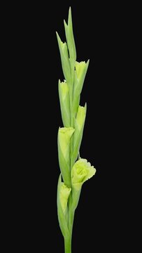 Time lapse of opening green gladiolus flower with ALPHA transparency channel isolated on black background, vertical orientation