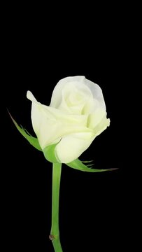 Time lapse of opening white Akito rose isolated on black background, vertical orientation