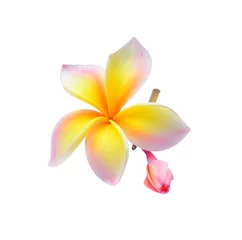 Fotobehang Pink and yellow  plumeria flower, frangipani or plumeria , tropical flowers isolated on white background © pum659
