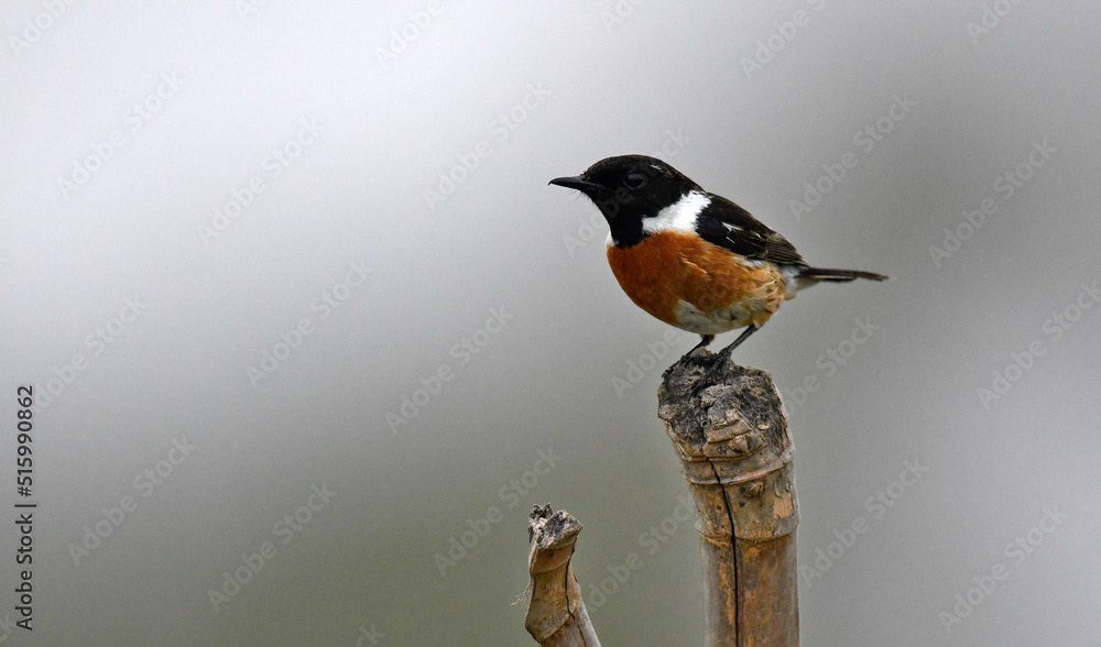 Sticker European stonechat // Schwarzkehlchen (Saxicola rubicola)