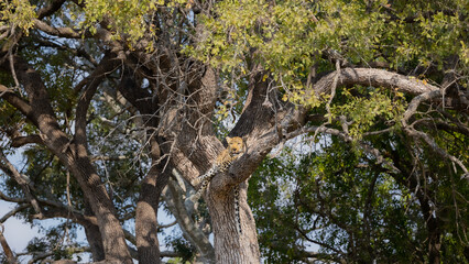leopard in a huge leadwood tree