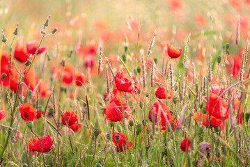 Beautiful glowing Summer sunrise glow of wild poppy Papaver Rhoeas field in English countryside with selective focus technique used