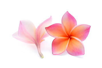 Fototapeta na wymiar Pink plumeria flower, frangipani or plumeria , tropical flowers isolated on white background