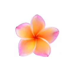 Rolgordijnen Pink plumeria flower, frangipani or plumeria , tropical flowers isolated on white background © pum659