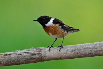 European stonechat // Schwarzkehlchen (Saxicola rubicola)