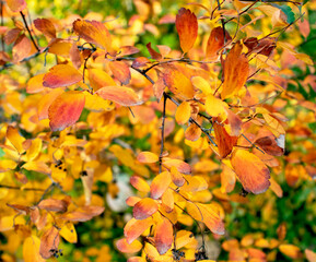 a branch of a shrub with red and yellow leaves