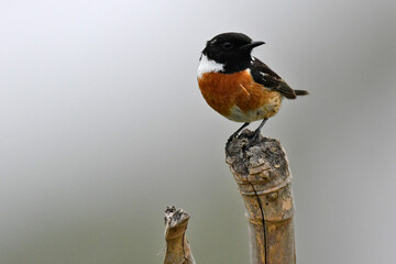 European stonechat // Schwarzkehlchen (Saxicola rubicola)