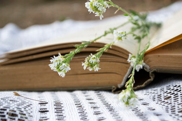 Flowers in a book