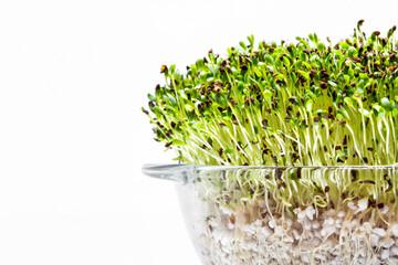 Buckwheat microgreen sprouts