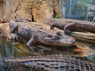 alligator in the swamp