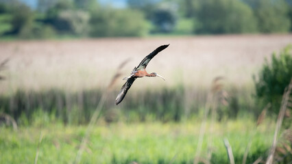 Beautifully detailed image of Glossy Ibis Plegadis Falcinellus in flight over wetlands landscape in Spring