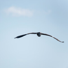 Fototapeta na wymiar Beautiful image of Grey Heron Ardea Cinerea in flight over Somerset Levels wetlands landscape in Spring