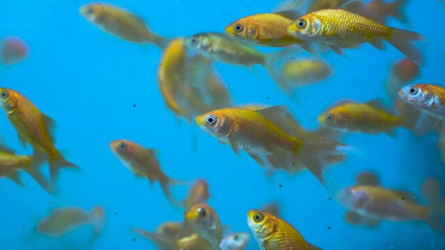 Underwater colorful sea fish swimming