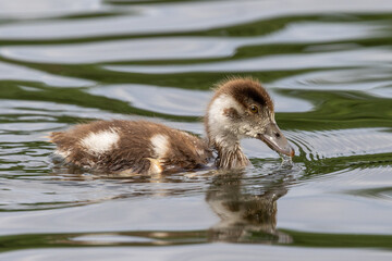 Young duckling swimming dipping beak in the water