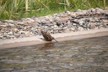 A snipe bird drinking work at a park in Kuwait City, Kuwait
