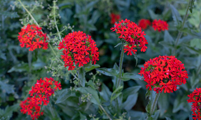 Lychnis Chalcedonica in the garden
