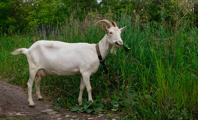 Obraz na płótnie Canvas Female white horned goat , rural landscape close-up.
