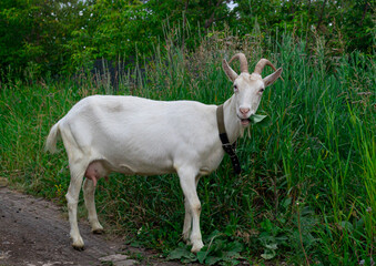 Obraz premium Female white horned goat , rural landscape close-up.