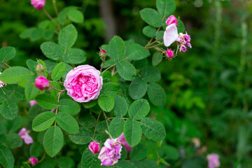 Damascus pink rose in a garden