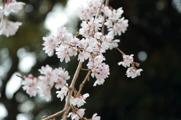 日本の桜