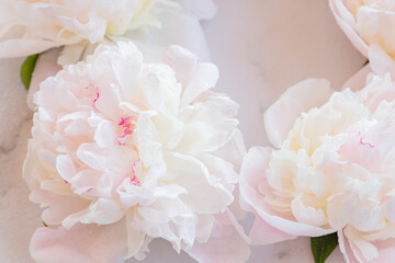 blooming white peonies on marble table closeup.c Floral decoration for greeting card