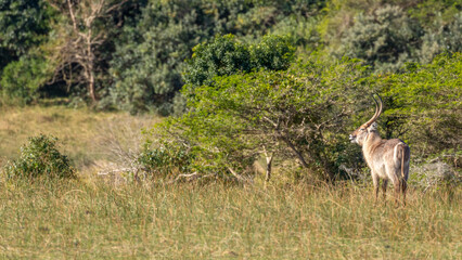 Naklejka na ściany i meble Male waterbuck (Kobus ellipsiprymnus) alert for danger, iSimangaliso Wetland Park, South Africa.