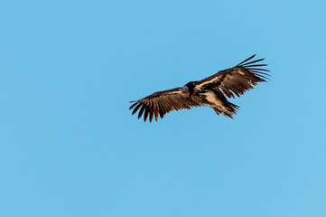 A White-headed vulture -Trigonoceps occipitalis- circling over Etosha National Park, Namibia.