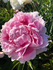 pink peony flower