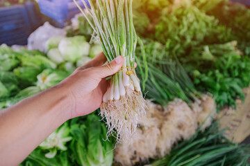 Buyers hand with green onion and other herbs at the local farmers market. Choosing organic eco food production and fresh ingredient