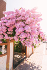 Bougainvillea blooms at the entrance to a house with apartments or a hotel in a tropical resort country. Real estate investments