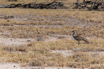 Obraz na płótnie Canvas The Kori Bustard -Ardeotis kori- is considered to be the largest flying bird of Africa. Here it is seen walking on the plains of Etosha National Park, Namibia.