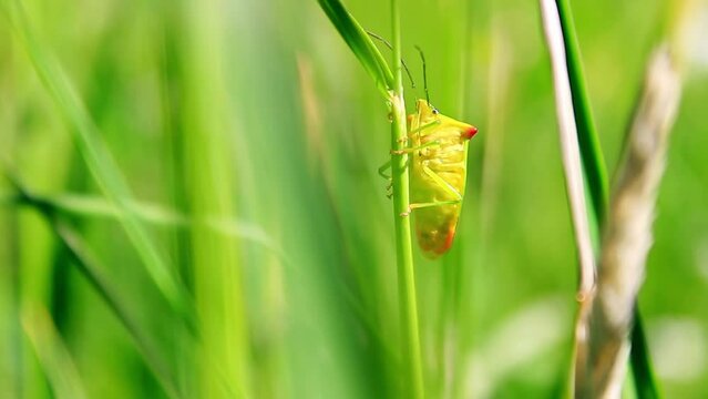 Close-up of a yellow birch shieldbug moving its body climbing up on the grass