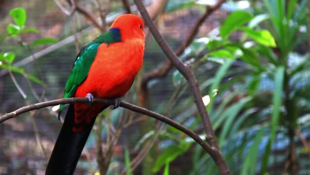Australian parrot resting on a branch