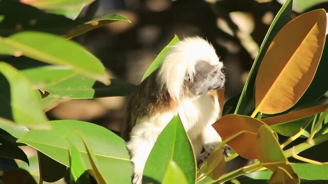 The Saguinus Oedipus looking for food on the dense branches.