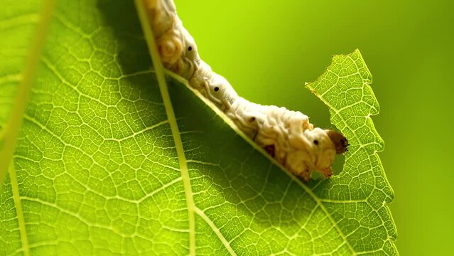 Close-up of a white and plump silkworm gobbling up the mulberry leaves