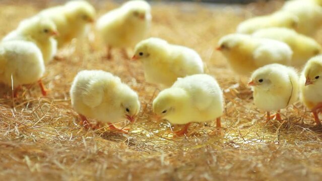 Close-up of a group of yellow-white chicks eating millet grains