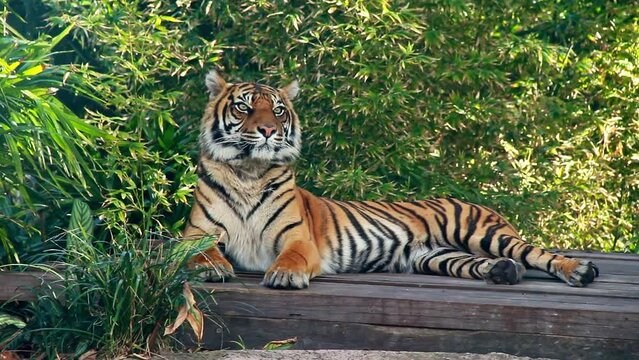 A Bengal tiger lying on a rock, looking into the distance, getting up and leaving