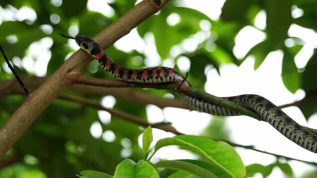 Close-up of a piebald snake crawling slowly on the green tree