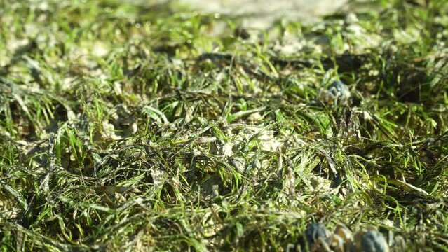 Small blue crabs cross the sandy beach. Soldier crabs Mictyris longicarpus aka Faberge crab or March crab, Small inch long crab upright spherical body with purple patches on leg joints and eyes on