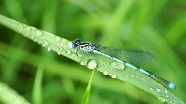 A beautiful blue dragonfly lying on a leaf of grass with dew in the morning