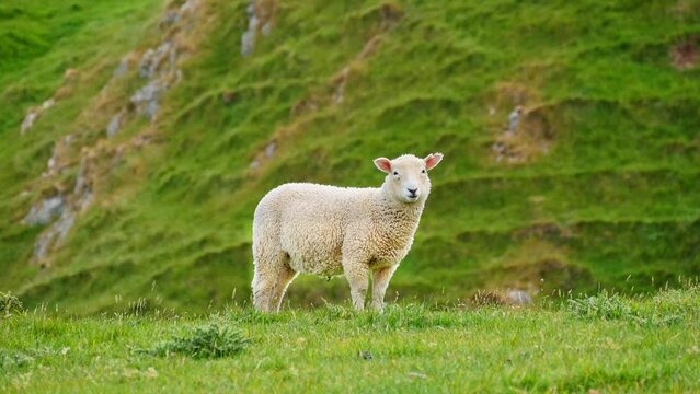 Close-up of a white lamb looking forward on the green grass of the hillside