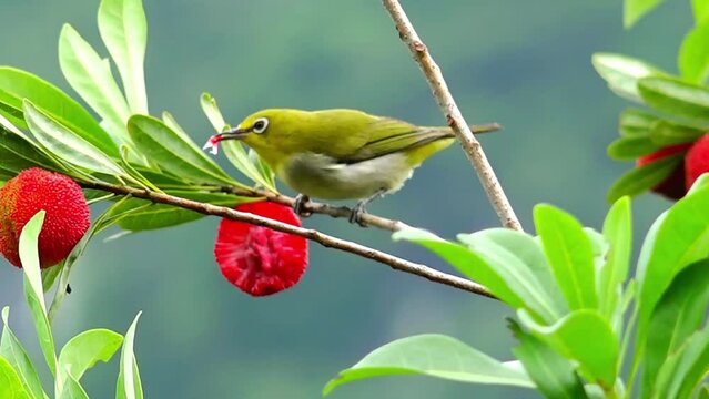 Close-up of a yellow warbler bird eating wild fruits on the tree with enjoyment
